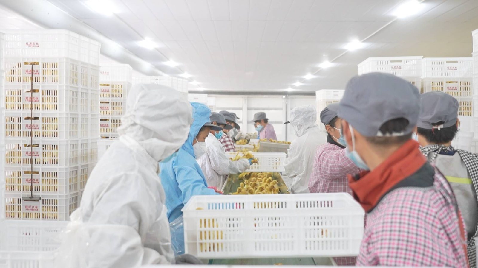 冠源农牧选苗车间，工人正在分拣鸭苗